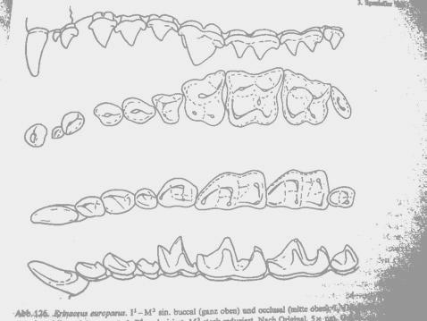 Talpidae Scalopinae 5 : 7 Talpinae 11 : 31 Uropsilinae 1 : 1 Erinaceomorpha ježci Erinaceidae redukce C P, caninizace I 1 P 4