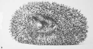 obrana polotevřená stanoviště až poušť (Paraechinus, Hemiechinus) omnivorní, sezonní
