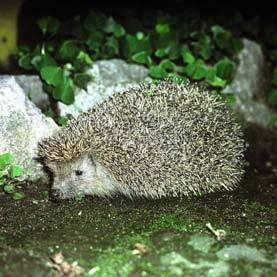 europaeus roumanicus concolor amurensis lesní až lesostepní, mírný pás palearktidy;