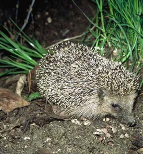 europaeus v ČR dva druhy Erinaceus europaeus lesní (Čechy) roumanicus [= concolor]