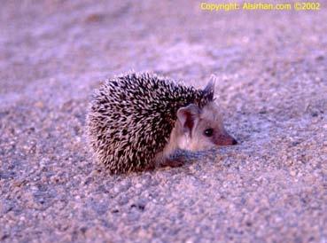 collaris nejmenší, 25 27 dag, polopouště Asie Paraechinus albiventris Galericinae
