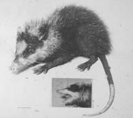 Solenodontidae redukce C P, caninizace I 1 P 4 molarisován, molary secodontní M sup