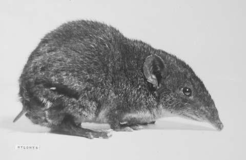 ) zygomata kompletní, nekompletní, zaniklá jediní jedovatí placentálové echolokace celý