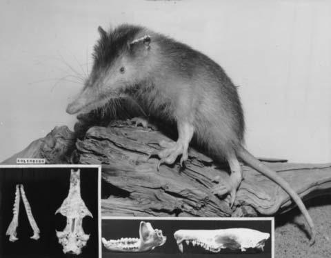 incisivy (diprotodontní) I 1, I 1, extremně silný a vysoký