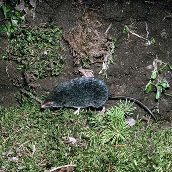 Soricomorpha, Soricidae, Soricinae, Soricini