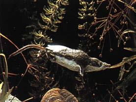 anomalus mokřadní mediterranní Neomys fodiens