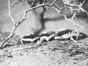 murinus Diplomesodon pulchellum