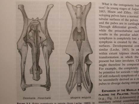 processus tympanicus
