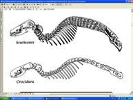 Crocidurinae paleotropy a