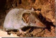Suncus 18 druhů Crocidura