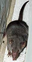 sp. Crocidura sp.
