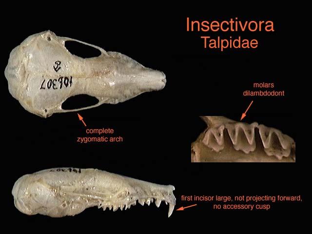 Talpidae Talpinae 11 : 31 Desmanini 2 : 2