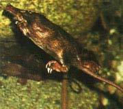 Talpa europaea Soricomorpha, Talpidae,