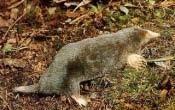 stankovici Talpa europaea 9 18+2 4 cm, 65 120