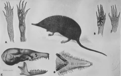 cristata Condylura Parascalops neoartktida