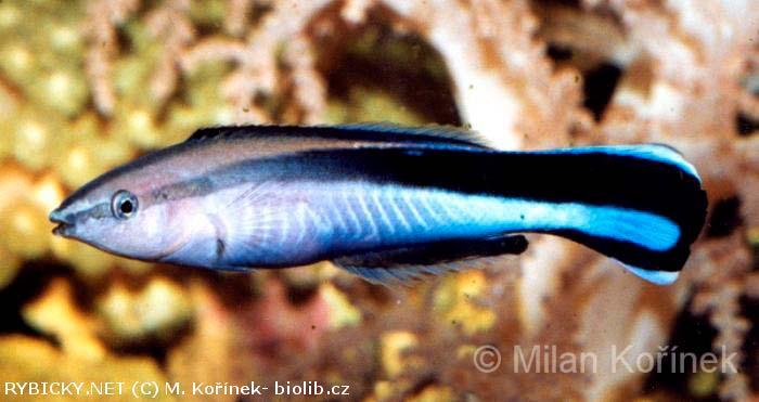 několikrát za život ( Labroides, Anthias) pohlaví určuje teplota inkubace vajec ( některé ryby, obojživelníci,
