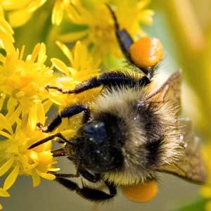 B. Genetická (genotypová) determinace (GSD) : pohlaví je určeno geneticky Haplodiploidie (někteří bezobratlí) jedno pohlaví může být diploidní, druhé haploidní nebo haplodiploidie: 2 formy