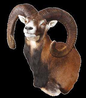 Muflon