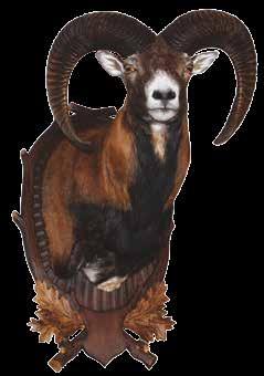 Muflon Nantl
