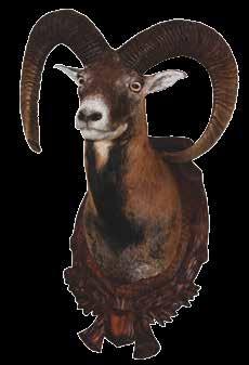 Muflon Kunert