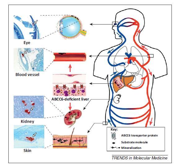 VITAMIN K + (TEPENNÉ) KALCIFIKACE Funkce Matrix Gla_Proteinu (MGP) : 1. regulace kalcifikace přes matrixové vezikuly z hladkých svalových buněk cévní stěny a přes regulaci apoptotických tělísek 2.