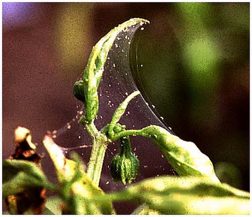 Příčina: roztoč Tetranychus urticae