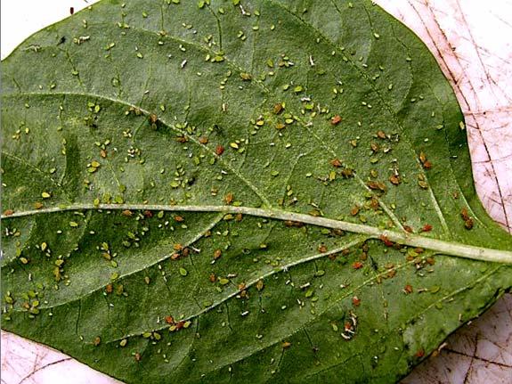 Příčina: hmyz Aphidomorpha MŠICE Ochrana: ošetření přípravky Actellic
