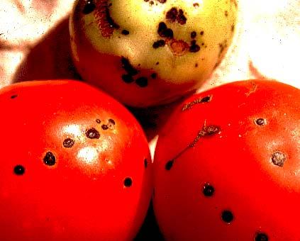 tomato, Xanthomonas campestris pv.