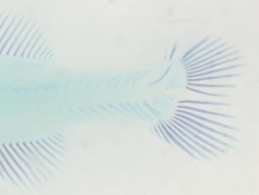 Obr. 4.