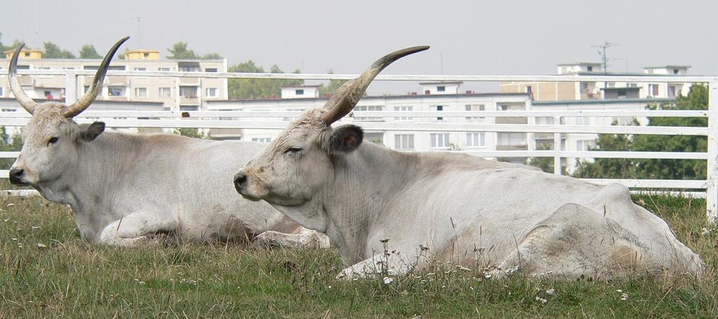 5. období tlesné dosplosti - ukonení rstu kostry 6.