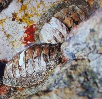 charakteristika Mollusca Polyplacophora Polyplacophora chroustnatky (štítkonošci) mořští, většinou v mělkých vodách na skalnatých pobřežích spásají rostlinný i živočišný nárost a