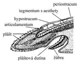 charakteristika a zástupce Mollusca Polyplacophora Chiton olivaceus