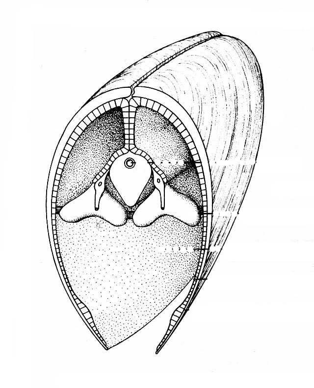 charakteristika a zástupce Bivalvia Protobranchia Protobranchia perožábří