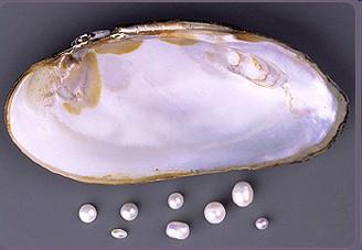 perleťovou vrstvou, často se žlutohnědými skvrnami zámek tvořen pouze zuby dlouhověká,