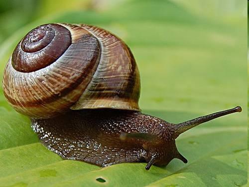 zahradní hojný v lesích na vápencovém podkladě, náš nejznámější plž, ulita 3-5 cm Arianta