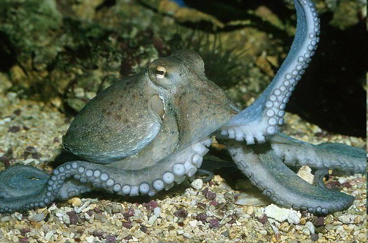 charakteristika a zástupci Coleoidea Octobrachia Octobrachia - chobotnice vakovité tělo bez pevné schránky 8 ramen s přísavkami otevřená CS vytváří několik lakun Octopus vulgaris