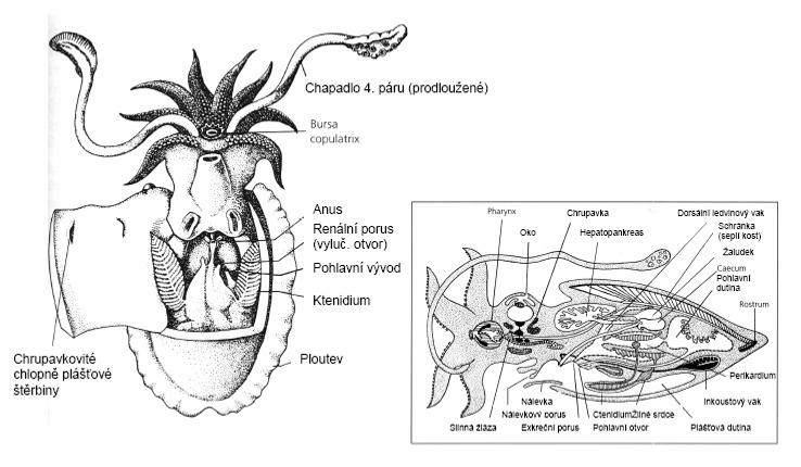 charakteristika Coleoidea Decabrachia Decabrachia - desetiramenatci okraje pláště vytváří plovací