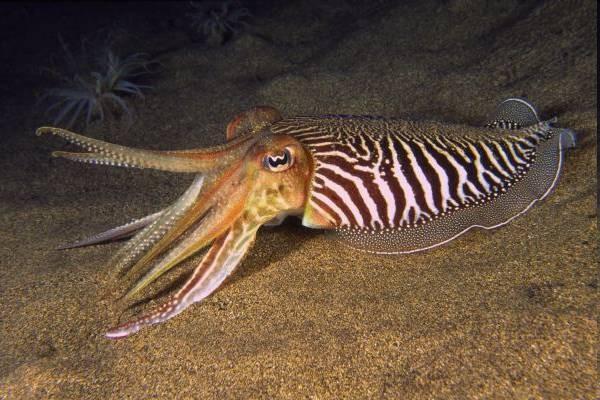 zástupci Coleoidea Decabrachia Decabrachia - desetiramenatci Loligo vulgaris oliheň