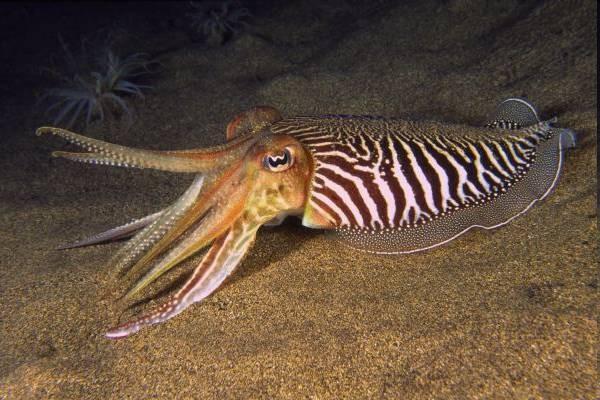 zástupci Coleoidea Decabrachia Decabrachia - desetiramenatci Loligo vulgaris oliheň