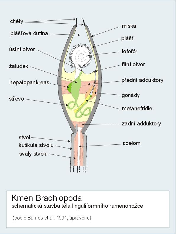 charakteristika Brachiozoa Brachiopoda Brachiopoda - ramenonožci mořští, solitérní, velcí max.