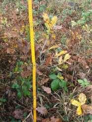 2006 35 cm