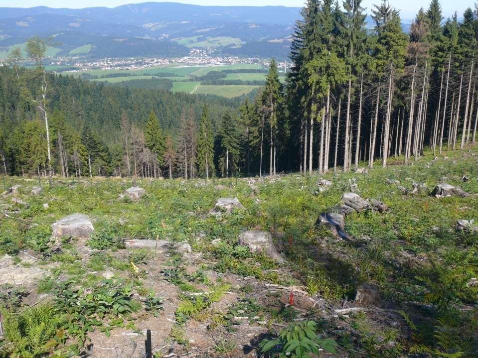 Výskumno-demonštračný objekt v rámci rekonštrukcie smrečín v kalamitnej oblasti Kysúc (DORS ASFEU) (2010-2012) Lesnícky výskum u nás sa zameriava na hľadanie a skúšanie viacerých progresívnych metód