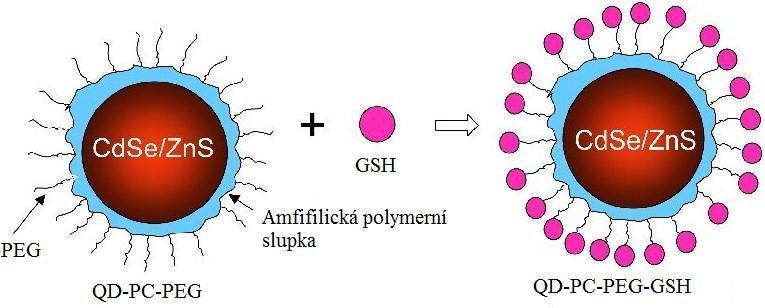 ( core ) a QDs se strukturou jádro-plášť viz Obrázek 2 ( core/shell ). Přitom první typ tvořený materiálem jednoho polovodiče (CdS, CdSe, CdTe, CdPb) bývá v praxi využíván méně často.