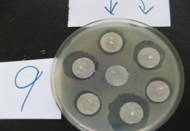 calidolactis C 935 CCM 5965 Escherichia coli CCM 7372 37 8,0 Inkubační teplota testovací plotny závisí na použitém mikrobiálním kmeni (tabulka 1).