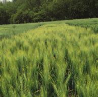 SOFRU PEKAŘSKÁ JAKOST A/B ověřená jistota ranosti Pšenice ozimá SOFRU je velmi raná odrůda s výraznou odolností proti poléhání, která nenese velké pěstitelské riziko.