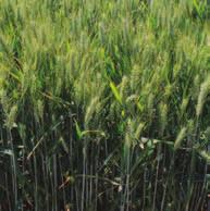 SOFOLK PEKAŘSKÁ JAKOST C ověřená jistota výnosu Pšenice ozimá SOFOLK je středně raná velmi výnosná odrůda středního vzrůstu jakosti C.