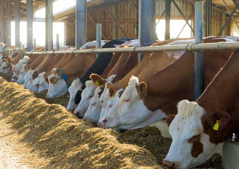KRONE OptiMaize Jestli krátká nebo dlouhá - o tom rozhodujete vy!