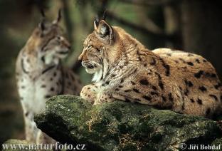 Rys ostrovid (Lynx lynx) Původní populace vyhubena v 19. století 80. léta 20.