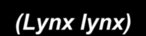 Rys