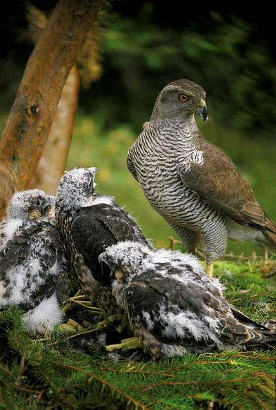 peregrinus)